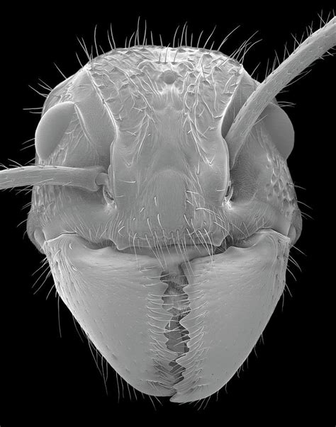 ant electron microscope|Study Uncovers Unseen Details and Images of Ant Development.